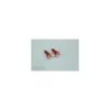 EMBOUT DE MANCHE FLEUR XPOWER JR ORANGE la paire